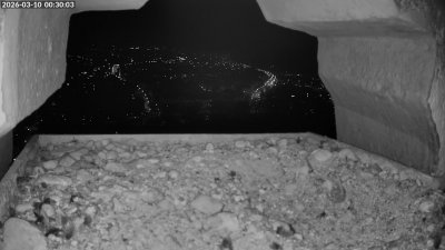 Live Webcam Wanderfalken Augsburg