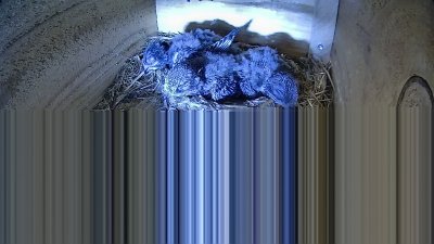 Live Webcam Mauersegler Neunkirchen